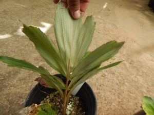 ARENGA AUSTRALASICA THE AUSTRALIAN ARENGA PALM