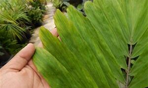 ARENGA MICRANTHA LARGE SUCKERING PINNATE PALM FROM INDIA THAT TOLERATES SIGNIFICANT COLD