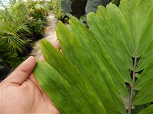 ARENGA MICRANTHA LARGE SUCKERING PINNATE PALM FROM INDIA THAT TOLERATES SIGNIFICANT COLD