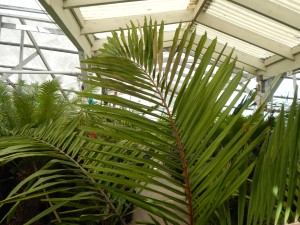 ARENGA MICRANTHA LARGE SUCKERING PINNATE PALM FROM INDIA THAT TOLERATES SIGNIFICANT COLD