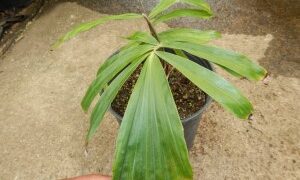 ARENGA PINNATA THE SUGAR PALM