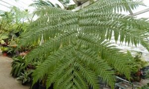 AUSTRALIAN TREE FERN CYATHEA COOPERI