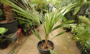 BECCARIOPHOENIX ALFREDII THE MADAGASCAR PLATEAU COCONUT PALM