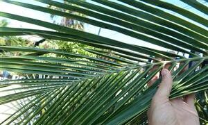 BECCARIOPHOENIX ALFREDII THE MADAGASCAR PLATEAU COCONUT PALM