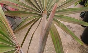 BISMARCKIA SPECIES MAYOTTE ISLAND THE RARE GREEN BISMARCKIA YOU NEVER SEE THEM AVAILABLE