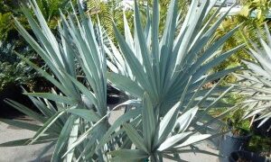 BISMARCKIA NOBILIS BLUE SINGLE TRUNK FAN PALM FROM MADAGASCAR