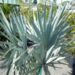 BISMARCKIA NOBILIS BLUE SINGLE TRUNK FAN PALM FROM MADAGASCAR