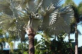 BISMARCKIA NOBILIS BLUE SINGLE TRUNK FAN PALM FROM MADAGASCAR