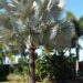 BISMARCKIA NOBILIS BLUE SINGLE TRUNK FAN PALM FROM MADAGASCAR