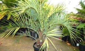 BUTIA CAPITATA BLUE EASY TO GROW, NOT TOO TALL SUPER BLUE COLOR  – COLD HARDY