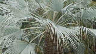 BRAHEA ARMATA THE MEXICAN BLUE FAN PALM BLUE HESPER PALM