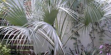 BRAHEA CLARA BLUE SINGLE TRUNK FAN PALM FROM SONORA, MEXICO