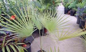 BRAHEA ELEGANS THE FRANCESHI PALM