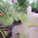 BRAHEA ELEGANS THE FRANCESHI PALM