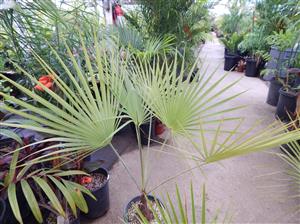 BRAHEA ELEGANS THE FRANCESHI PALM
