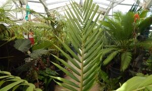 BURRETIOKENTIA HAPALA AN EXOTIC NEW CALEDONIAN PALM FOR SOUTHERN CALIFORNIA