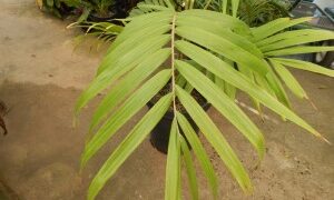 BURRETIOKENTIA HAPALA AN EXOTIC NEW CALEDONIAN PALM FOR SOUTHERN CALIFORNIA