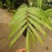 BURRETIOKENTIA HAPALA AN EXOTIC NEW CALEDONIAN PALM FOR SOUTHERN CALIFORNIA