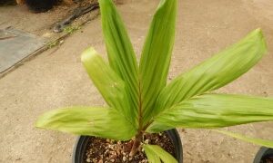 BURRETIOKENTIA HAPALA AN EXOTIC NEW CALEDONIAN PALM FOR SOUTHERN CALIFORNIA