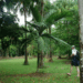 BURRETIOKENTIA HAPALA AN EXOTIC NEW CALEDONIAN PALM FOR SOUTHERN CALIFORNIA