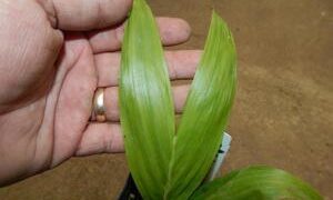 BURRETIOKENTIA HAPALA AN EXOTIC NEW CALEDONIAN PALM FOR SOUTHERN CALIFORNIA