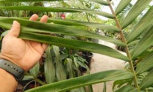 BURRETIOKENTIA KOGHIENSIS RARE SINGLE TRUNK PALM FROM NEW CALEDONIA