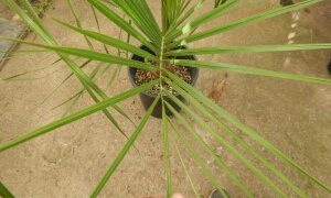 BUTIA PARAGUAYENSIS BLUE-GREEN BUTIA FROM SOUTH AMERICA