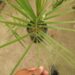 BUTIA PARAGUAYENSIS BLUE-GREEN BUTIA FROM SOUTH AMERICA