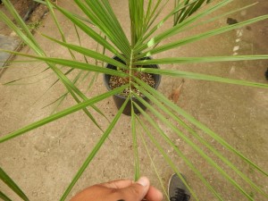 BUTIA PARAGUAYENSIS BLUE-GREEN BUTIA FROM SOUTH AMERICA