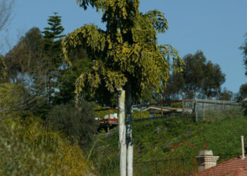 CARYOTA URENS THE GIANT MOUNTAIN FISHTAIL