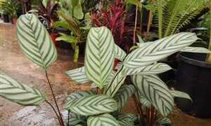 CALATHEA HOUSEPLANTS PRAYER PLANTS