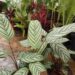 CALATHEA HOUSEPLANTS PRAYER PLANTS