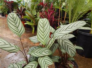 CALATHEA HOUSEPLANTS PRAYER PLANTS