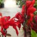 CANNA LILY AMBASSADOR