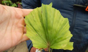 CARYOTA GIGAS” THAI MOUNTAIN GIANT”, “KING KONG PALM”, “BLACK STEM FISHTAIL”