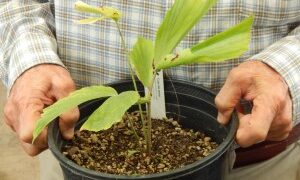 CARYOTA URENS THE GIANT MOUNTAIN FISHTAIL FAST GROWING – SUPER TALL