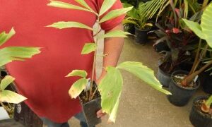 CARYOTA URENS THE GIANT MOUNTAIN FISHTAIL