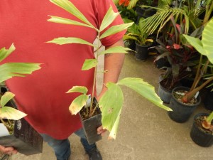CARYOTA URENS THE GIANT MOUNTAIN FISHTAIL