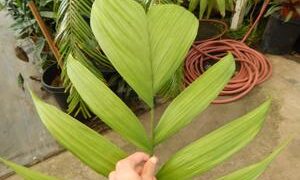 CHAMAEDOREA ARENBERGIANA SINGLE TRUNK UNDERSTORY PALM WITH WIDE LEAFLETS