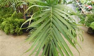 CHAMAEDOREA CATARACTARUM THE CAT PALM
