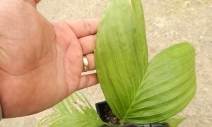 CHAMAEDOREA ERNESTI-AUGUSTI VERY ATTRACTIVE DWARF SHADE PALM