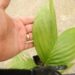 CHAMAEDOREA ERNESTI-AUGUSTI VERY ATTRACTIVE DWARF SHADE PALM