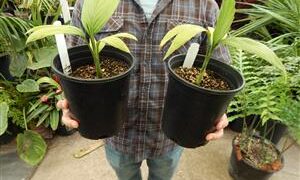 CHAMAEDOREA FRONDOSA SUPER RARE UNDERSTORY DWARF PALM