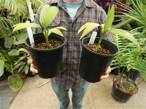 CHAMAEDOREA FRONDOSA SUPER RARE UNDERSTORY DWARF PALM