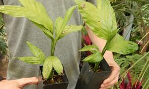 CHAMAEDOREA GEONOMIFORMIS SINGLE TRUNK, DWARF UNDERSTORY PALM