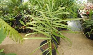 CHAMAEDOREA GLAUCIFOLIA SUPER SIMILAR TO C. PLUMOSA