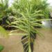 CHAMAEDOREA GLAUCIFOLIA SUPER SIMILAR TO C. PLUMOSA