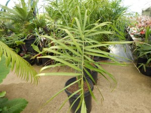 CHAMAEDOREA GLAUCIFOLIA SUPER SIMILAR TO C. PLUMOSA