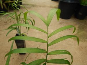 CHAMAEDOREA GLAUCIFOLIA SUPER SIMILAR TO C. PLUMOSA