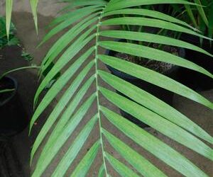CHAMAEDOREA HOOPERIANA BAMBOO PALM THAT IS TALL AND FULL